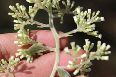 Archibaccharis asperifolia