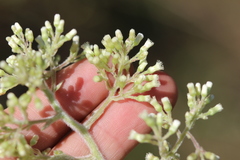 Archibaccharis asperifolia
