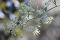 Archibaccharis asperifolia