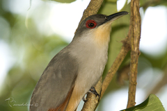 Coccyzus longirostris