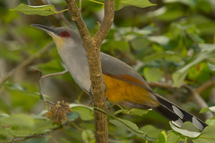 Coccyzus longirostris