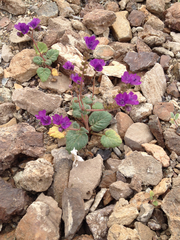 Phacelia calthifolia