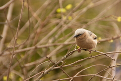 Pseudonigrita arnaudi
