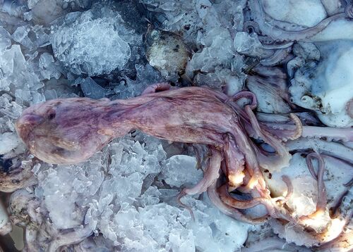 Photo of Spider octopus (Octopus salutii)