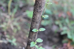 Scutellaria dumetorum