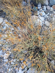 Penstemon fruticiformis