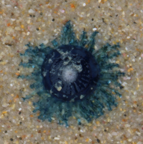 photo of Blue Button (Porpita porpita)