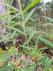 Pimelea ligustrina