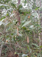Acacia frigescens