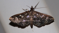 Ischnurges illustralis
