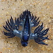 Glaucus bennettae - Photo (c) tangatawhenua, some rights reserved (CC BY-NC), uploaded by tangatawhenua