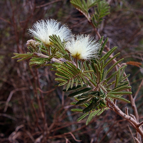 Calliandra bahiana