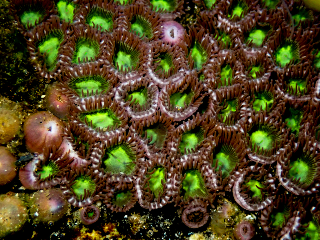 Violet Zoanthids from Diggers Beach, Coffs Harbour NSW, Australia on