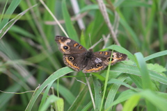 Junonia neildi varia