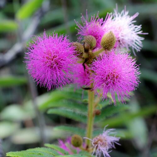 Mimosa foliolosa, 2012-02-01