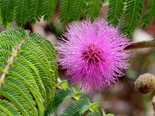 Mimosa foliolosa, 2011-11-10