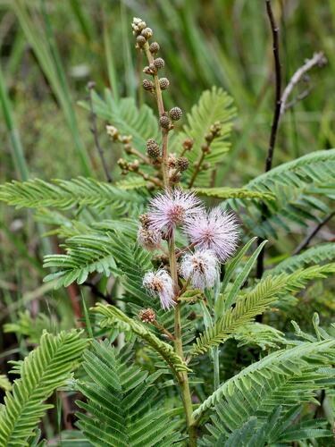 Mimosa foliolosa, 2012-02-10