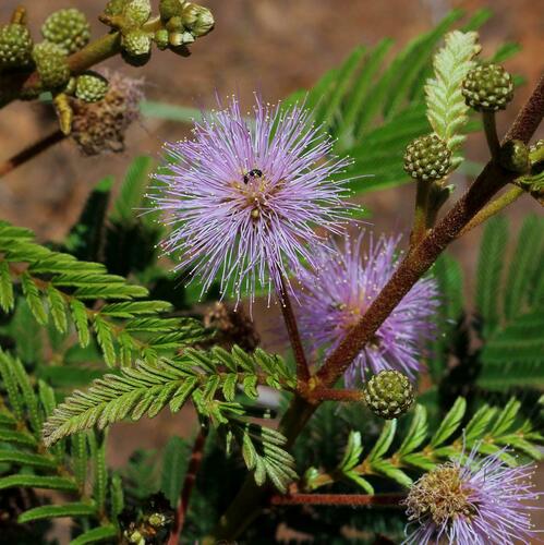 Mimosa foliolosa, 2012-02-04
