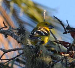 Pheucticus chrysogaster