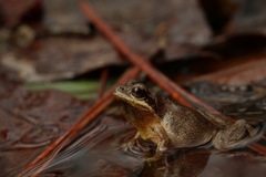 Pseudacris collinsorum