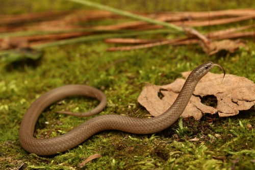 Smooth Earthsnake