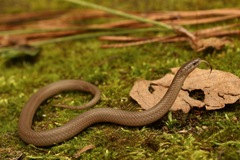 Smooth Earth Snake photo 2