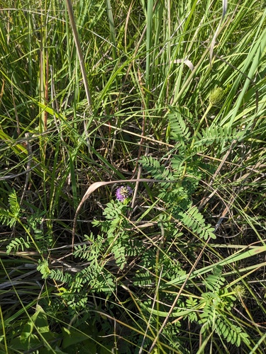 Dalea foliosa, photograph 6