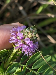 Dalea foliosa, photograph (c) Eric Knight, some rights reserved (CC BY)