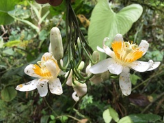 Passiflora magnoliifolia, photograph John Ocampo, CC BY, iNaturalist via GBIF
