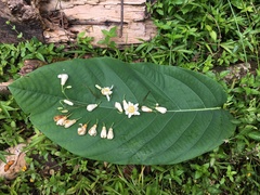 Passiflora magnoliifolia, photograph John Ocampo, CC BY, iNaturalist via GBIF