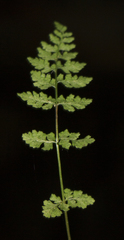 Cystopteris tenuis