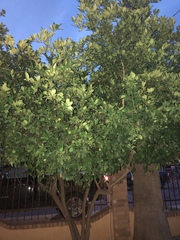 Citrus × latifolia
