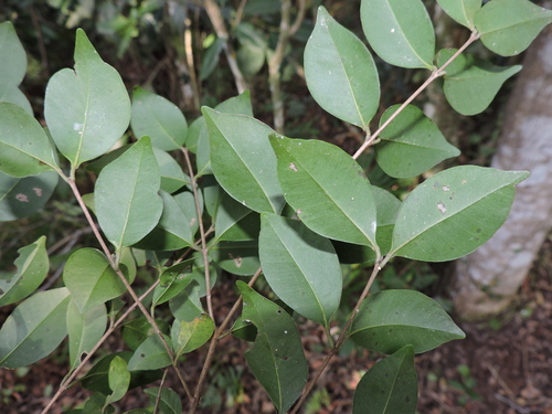 Image of Myrcia multiflora by (c) Fabrício Mil Homens Riella, some rights reserved (CC BY)