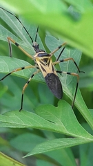 Zelus armillatus