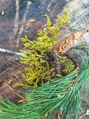 Arceuthobium campylopodum