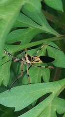 Zelus armillatus