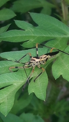 Zelus armillatus