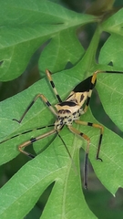 Zelus armillatus
