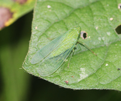 Dictyopharina viridissima