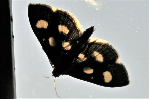 Anania funebris