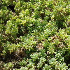 Threlkeldia diffusa