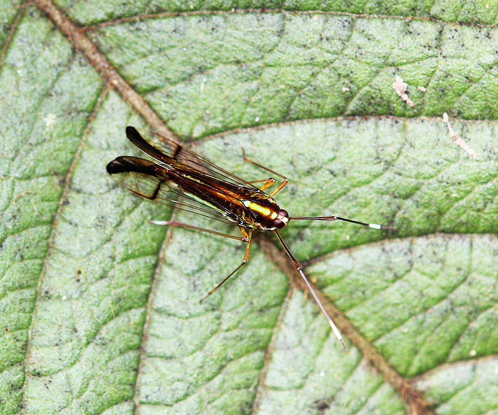 Miasa wallacei