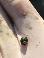 Littorina scutulata