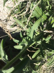 Cryptantha barbigera fergusoniae