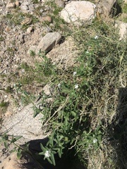 Cryptantha barbigera fergusoniae