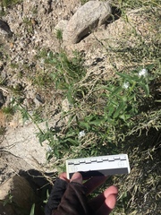 Cryptantha barbigera fergusoniae