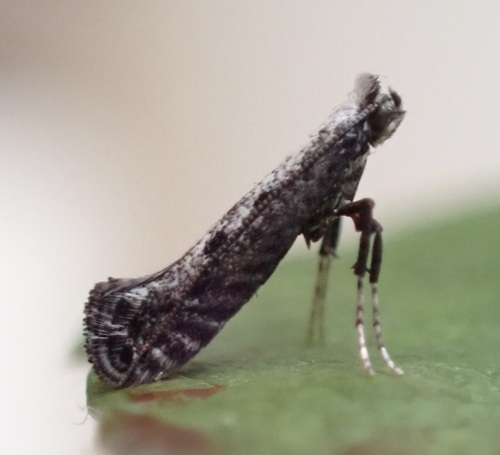 Parornix quadripunctella