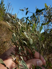 Baccharis halimifolia image