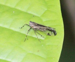 Orthopagus splendens