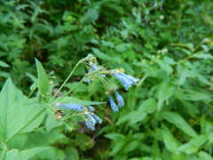 Mertensia paniculata